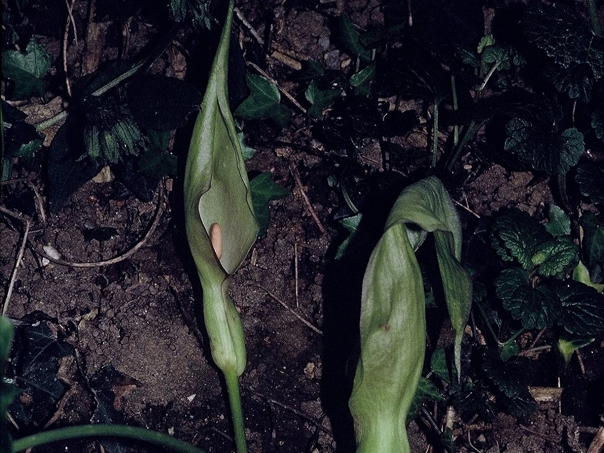 Arum maculatum (Araceae)